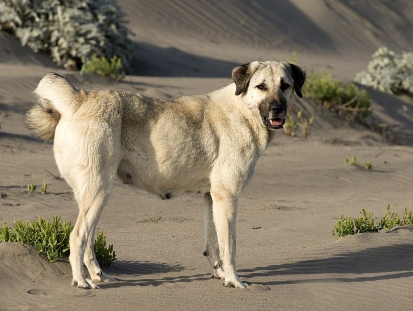 Chien de berger kangal turc