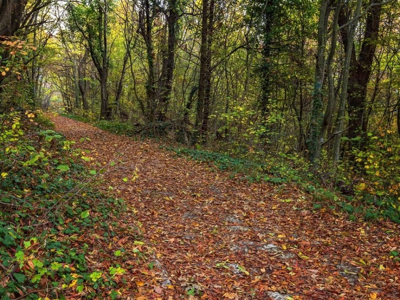 Les meilleures forêts à visiter à Istanbul