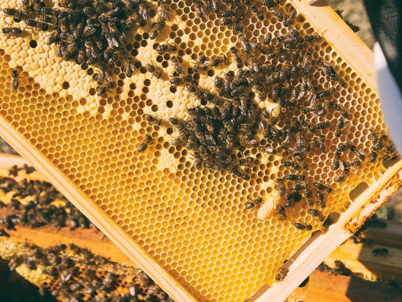 Beekeeping in Turkey