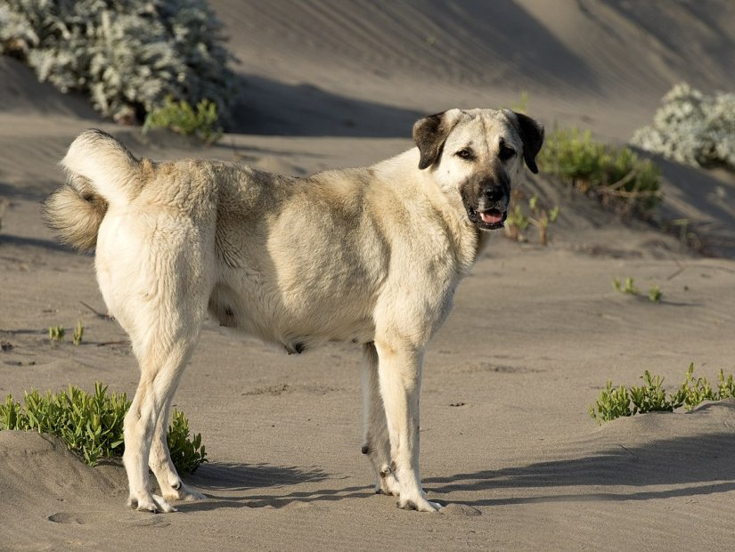 土耳其著名的牧羊犬