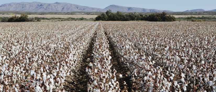 Turkish Cotton and Where to Find It