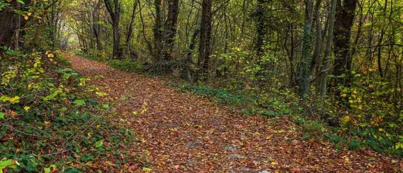 Les meilleures forêts à visiter à Istanbul