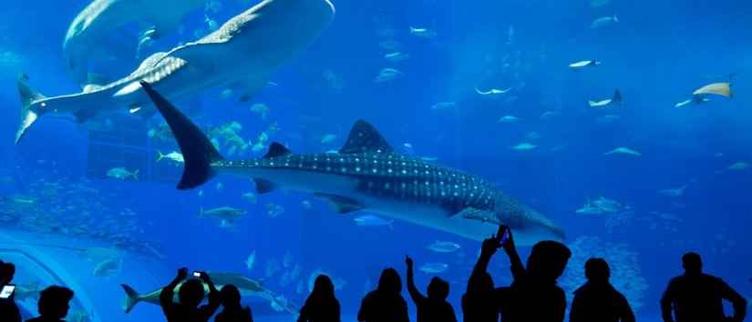 Die besten Aquarien in Istanbul