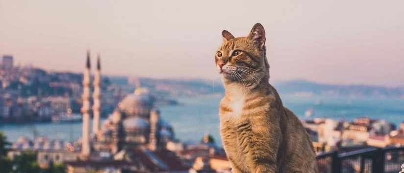 Стамбульские кошки