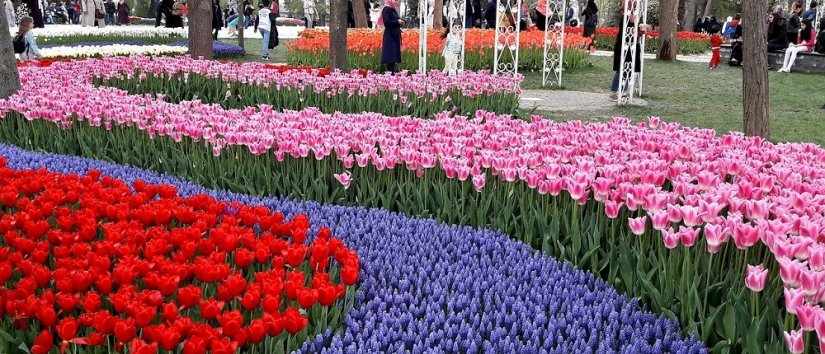 Le printemps à Istanbul : Les boutons rouges et les tulipes