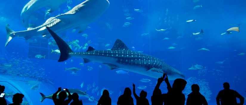 Die besten Aquarien in Istanbul
