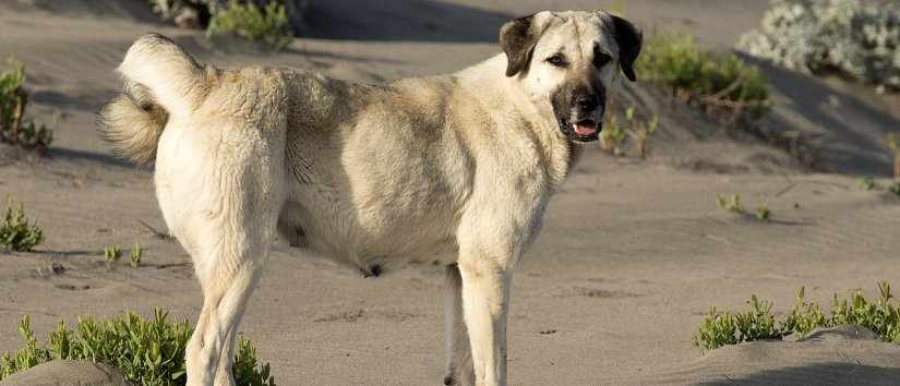 Türkischer Kangal Schäferhund