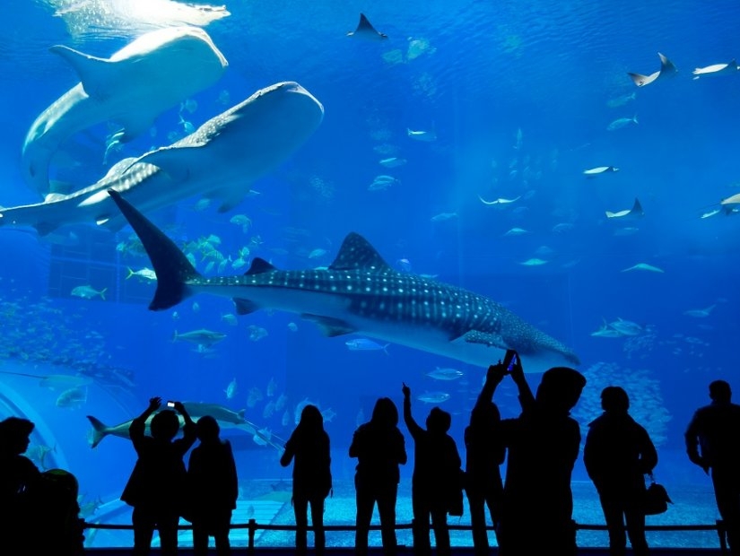 Best Aquariums in Istanbul