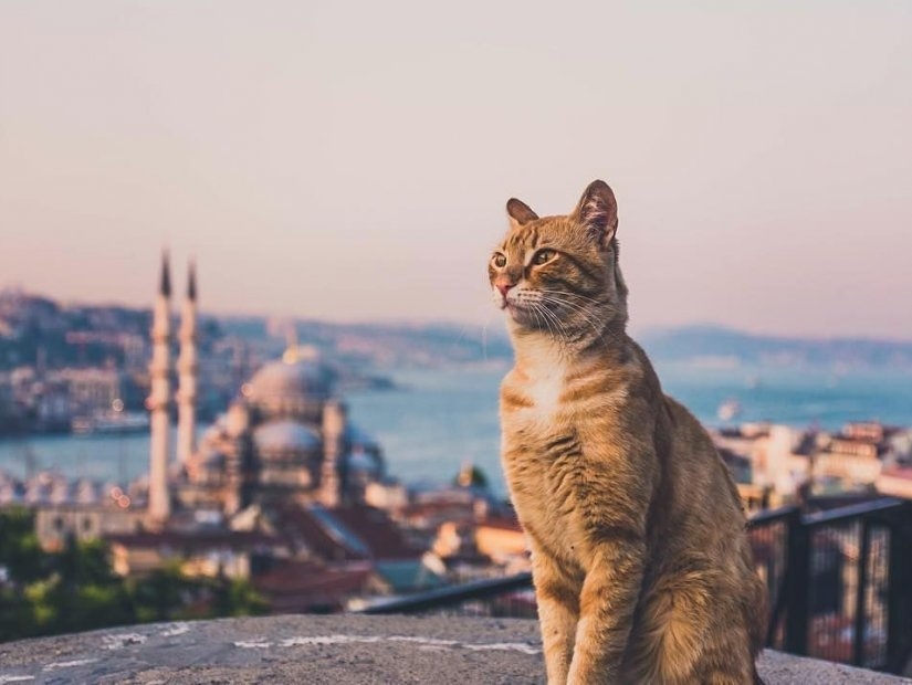 伊斯坦布尔的街猫